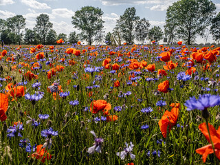 Canvas Print - Mohnblume