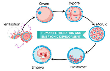 Wall Mural - human fertilisation and embryonic development