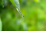 Fototapeta Łazienka - Green leaf of a tree with a hanging drop from the rain.