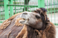 Portrait Of Bactrian Camel In A Zoo. Hairy Brown Funny Camel With Open Mouth Outdoor Close-up