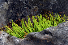 The Fern Maidenhair Spleenwort (Asplenium Trichomanes) Growing Between Rocks