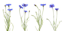 Set With Beautiful Blue Cornflowers On White Background. Banner Design