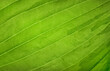 © Kira - Green leaf close up. Natural background