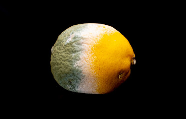 spoiled rotten lemon with mold on black background