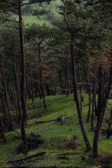 Wall Mural - forest in autumn