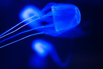 Box Jelly Fish Swimming in Background