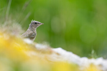 Wall Mural - Young wheatear waits mom to feeding (Oenanthe oenanthe)