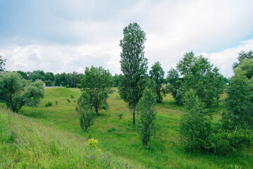 Wall Mural - Spring meadow with large trees with fresh green leaves.