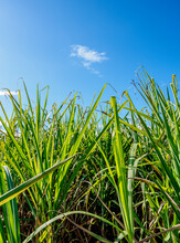 Sugar Cane Field Near Appleton Estate Rum Factory, Nassau Valley, Saint Elizabeth Parish, Jamaica