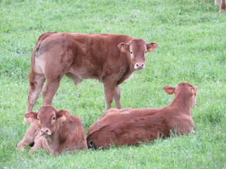 beautiful large and purebred cows for meat great taste natural food