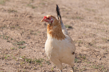 Sticker - Closeup shot of a hen in the garden