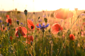 Sommerwiese mit Mohn und Kornblume