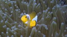 
Ocellaris Clownfish (Amphiprion ocellaris) - Close Up - Philippines