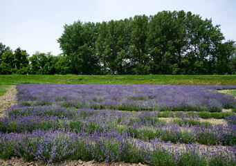 Canvas Print - lavanda