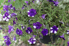 Hanging Purple White Patterned Petunias