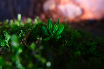 green moss in the forest