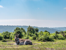 New Forest Donkey In The Sun 