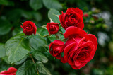 Fototapeta Storczyk - red roses in their natural habitat, in full bloom at close range,elegant, intimate, romantic, delicate