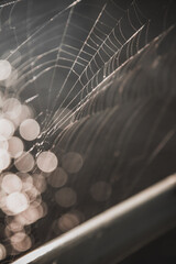  spider web