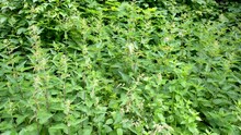 Blooming Stinging Nettle Thickets. Green Tall Stinging Nettles. Lots Of Fresh