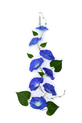 Blue flowers Ipomoea ( bindweed, moonflower, morning glories ) on a white background with space for text. Top view, flat lay