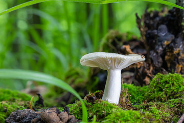 mushroom in the natural environment in the forest