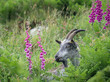 Closeup of feral goat grazing near foxglove plants near the Valley of Rocks, near Lynton, North Devon, England.