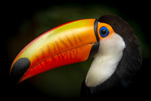 Toucan Of The Ramphastos Sulphuratus Species In A Tropical Forest In Southern Brazil. The Toucan Is A Bird That Inhabits The Brazilian Rainforests.