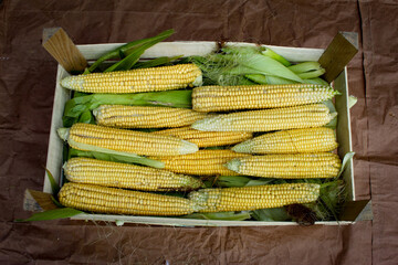 Wall Mural - One crate of corn, freshly harvested corn on green leaves in a crate. A crate of corn on brown paper.