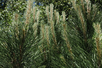 branches of a pine