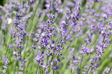 Fototapeta Lawenda - Blooming Lavender flowers field panoramic view for summer background, banner. Soft selective focus.