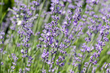 Fototapeta Tulipany - Beautiful lavender flower. Selective and soft focus on lavender flower. Lavender flowers lit by sunlight in flower garden
