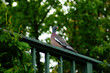 A wood pigeon on a railing observes the situation.