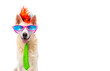 happy birtday dog with sunglasses and party hat on isolated white background