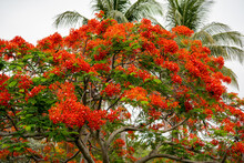 Photo Of A Royal Poinciana Tree In Bloom