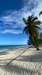 palm tree on the beach