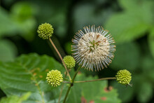 Buttonbush Flower Closeup