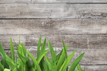 Wall Mural - Fresh green grass on wooden background with copy space, natural light