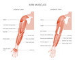 Muscular system arms