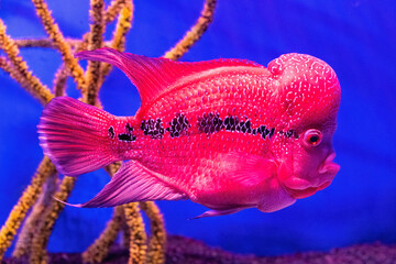 Flower Horn fish cichlid. Red fish in the aquarium