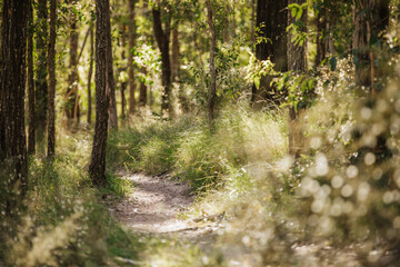 Fototapeta australian bush walk path