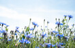 a field of blue cornflowers against a blue sky