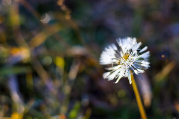 Sticker - Selective focus of a dnadelion under sunlight