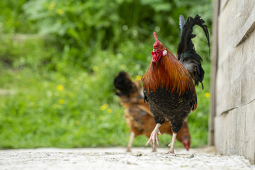 Sticker - Closeup shot of a cock on the farm