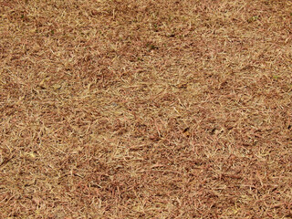 Wall Mural - brown drying grass on the ground texture