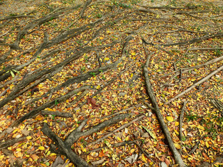 Poster - root of banyan tree on the ground with colorful autumn leaf in the park