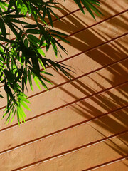 Canvas Print - green bamboo leaf with shadow on brown wall