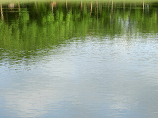 Canvas Print - reflection of tree in the water