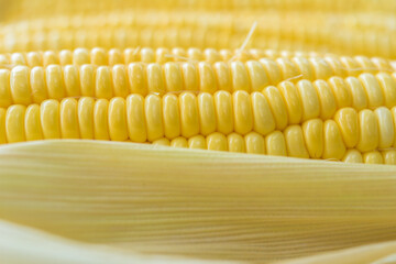 Wall Mural - Yellow sweet corn background