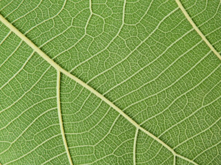 green leaf texture ( teak leaf )